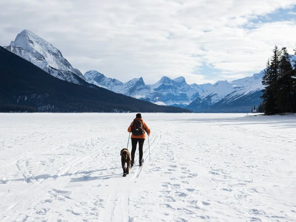 Essential gear for hiking with your dog